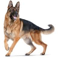 Royal Canin Maxi Adult (для взрослых собак 26-44 кг)
